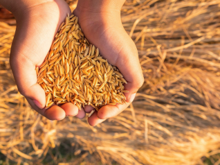 Comment équilibrer une ration à base de céréales ?