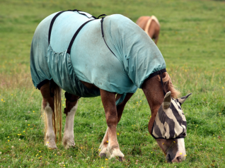 Quel aliment distribuer à un cheval convalescent ou au repos ?