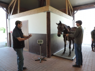 Quel aliment donner pour aider un cheval à prendre du poids ?