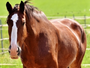 Quel aliment utiliser pour un cheval en surpoids ?