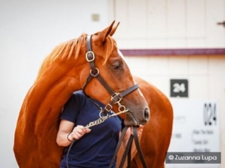 Vente de Yearlings à Deauville - 01/09 au 03/09