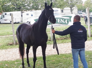 Live National de l'obstacle Argentan
