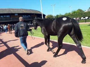 Live ventes Yearlings de Deauville